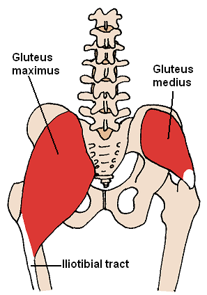 anatomy of the glutes