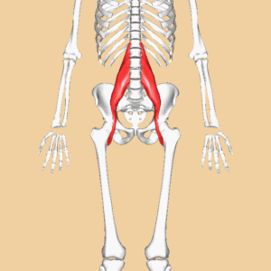 One of the most Important Muscles - the Psoas