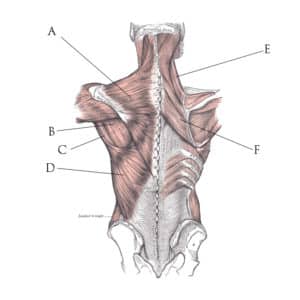 the anatomy of the back